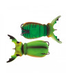 MOLIX SUPERNATO BEETLE